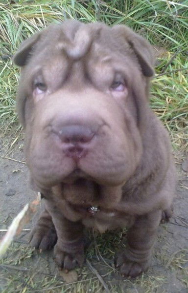 Илья Фурман