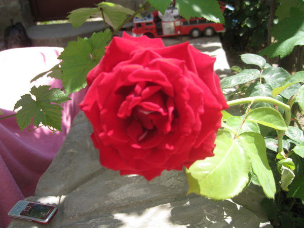 Елена Шагина