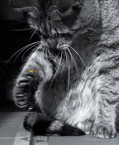 Александр Васильев