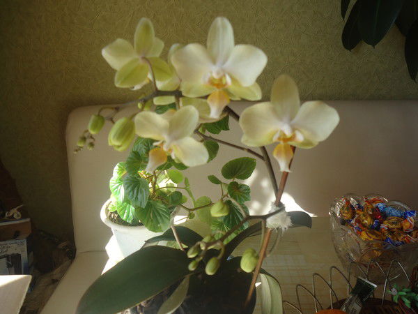 Пелагея Зорькина