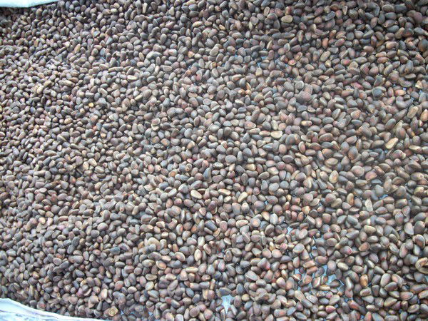 Сергей Рамазанов