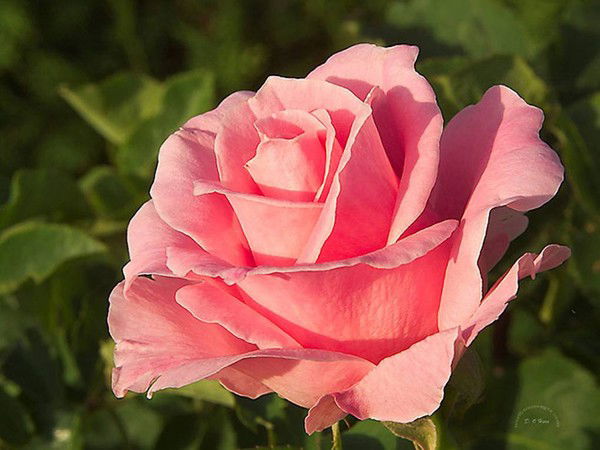 Майра Журсенова