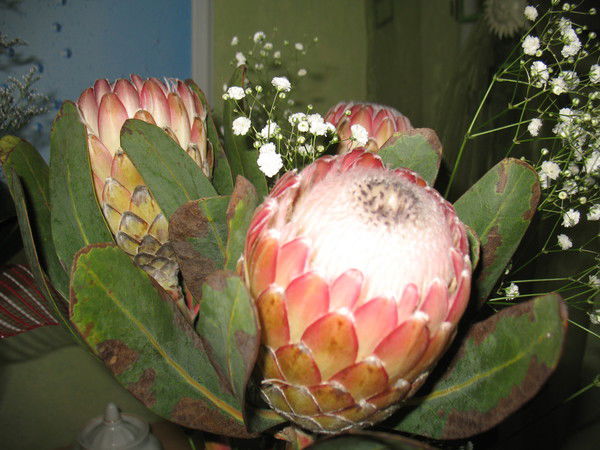 Олеся Сляднева