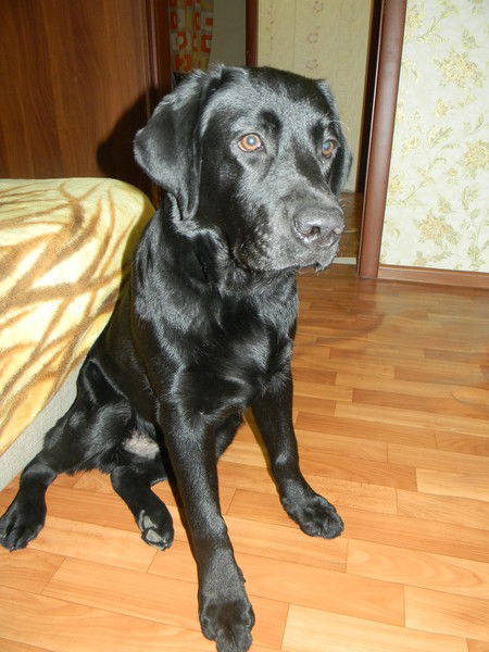 Павел Литвинов