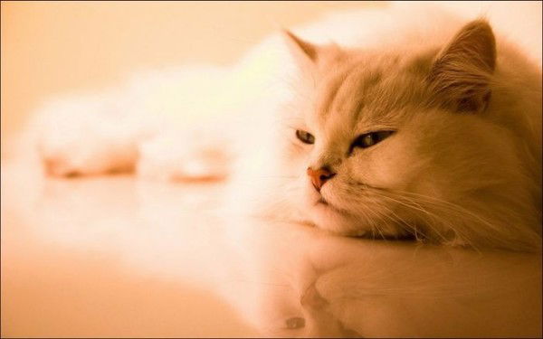 Анастасия С С