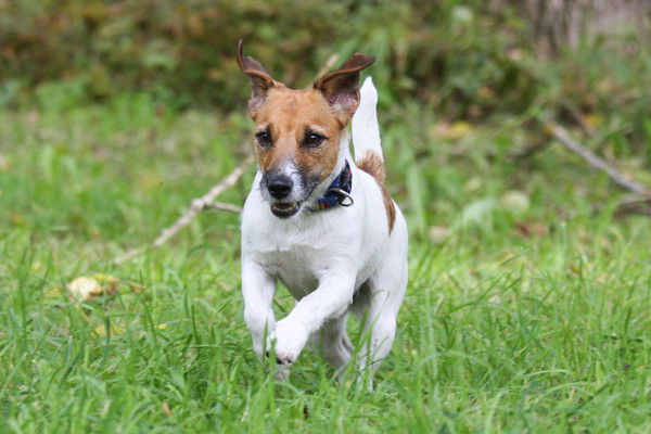 Елена Яковлева