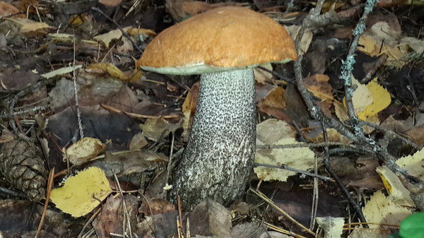 Дмитрий Сысоев