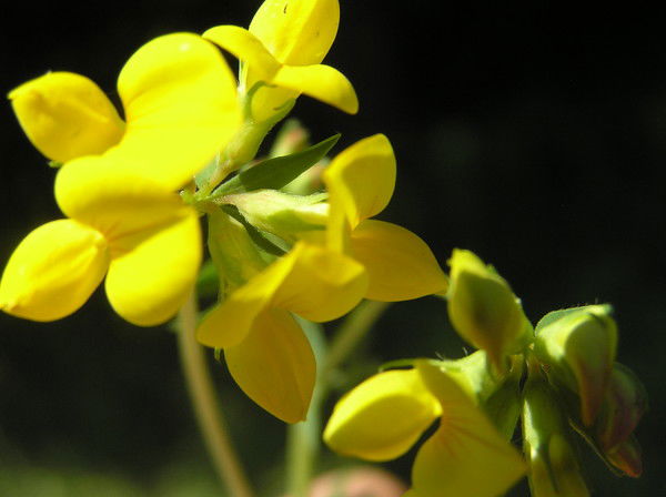 Сания Исаева