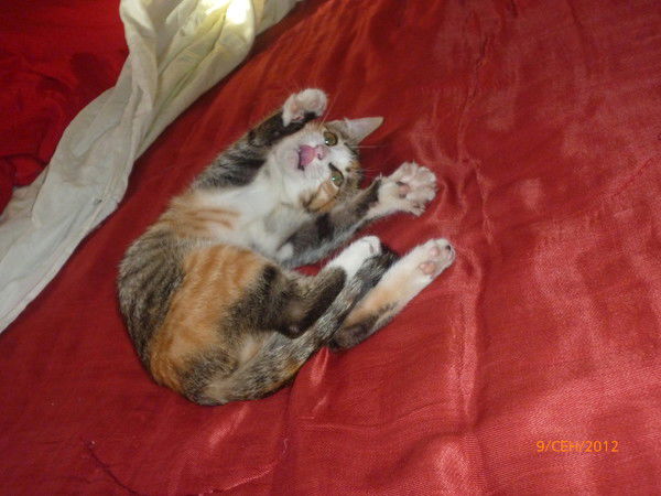 Марина Саламанова