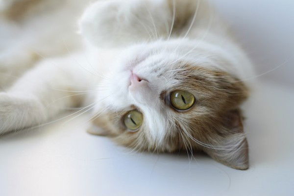 Наталья Лунёва