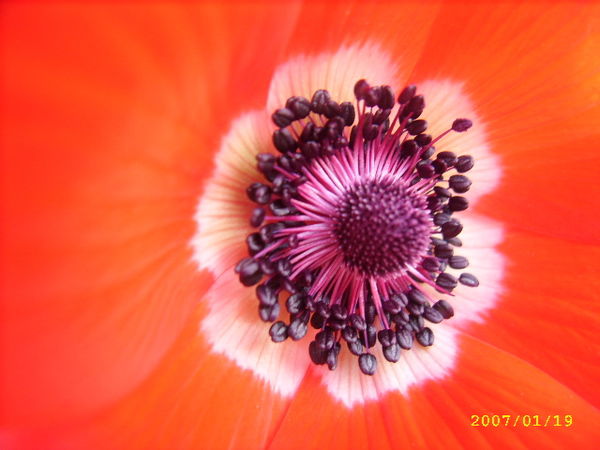 Ирина Аваид