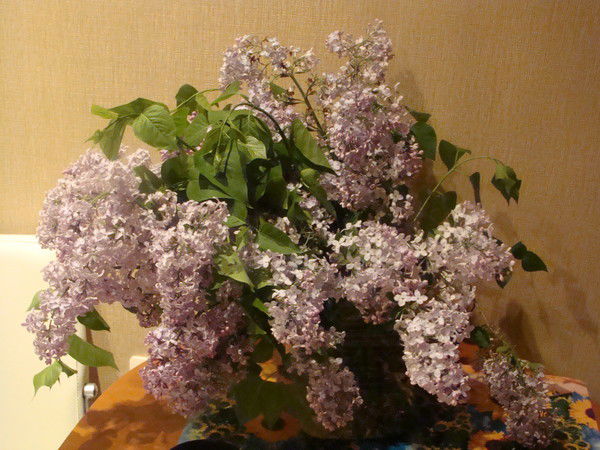 Анастасия Лянкина