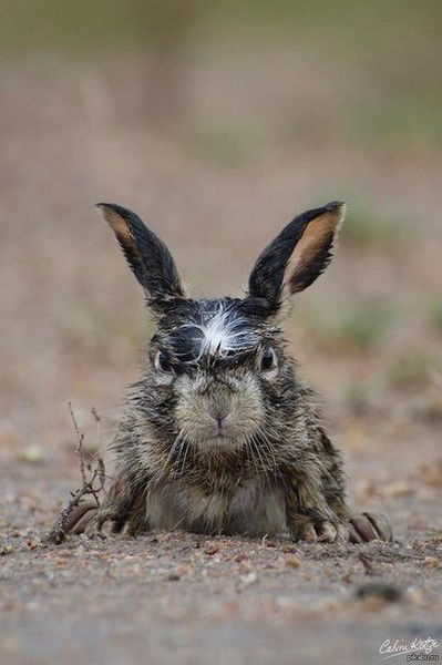 Роман Мазурин