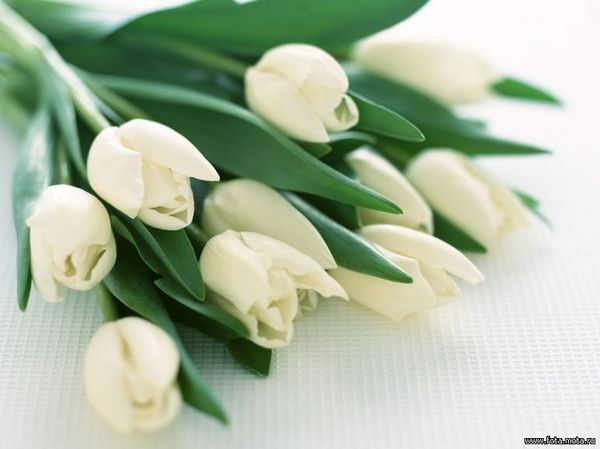 Виктория Лапаева