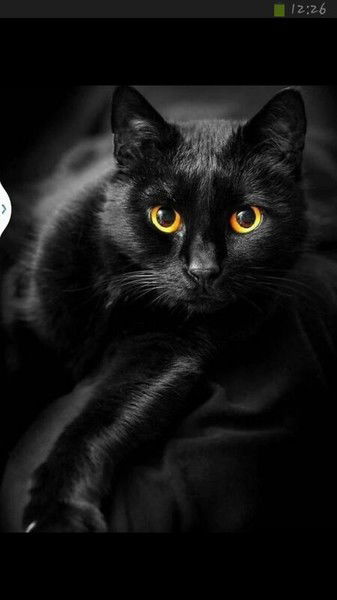 Светлана Головина