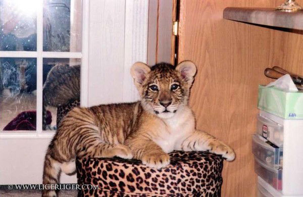 Марина Шумакова