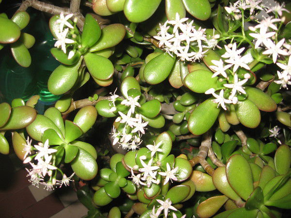 Елена Шуняева