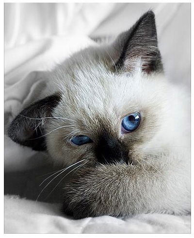 Ксения Кубасова