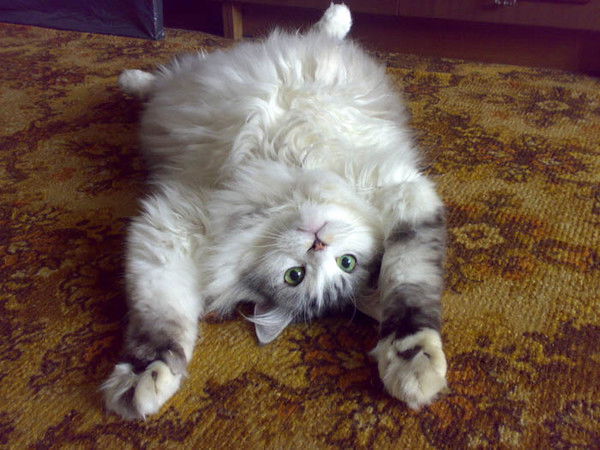 Марина Иванова