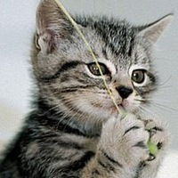 Яна Харченко