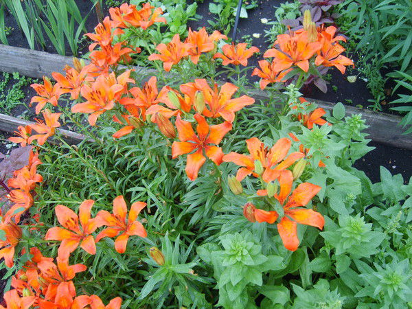 Татьяна Смолькова