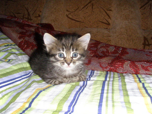 Светлана Соловьева