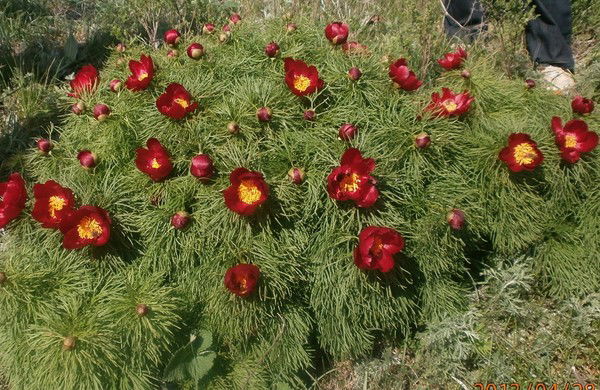 Елена Подколзина