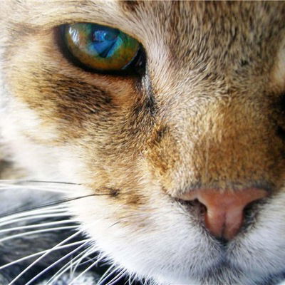 Кристина Корышев