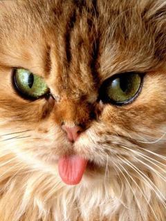 Любовь Майстренко