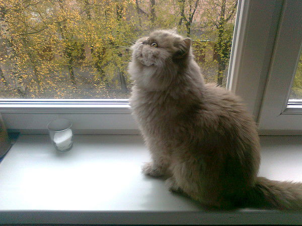 Мария Сергучёва