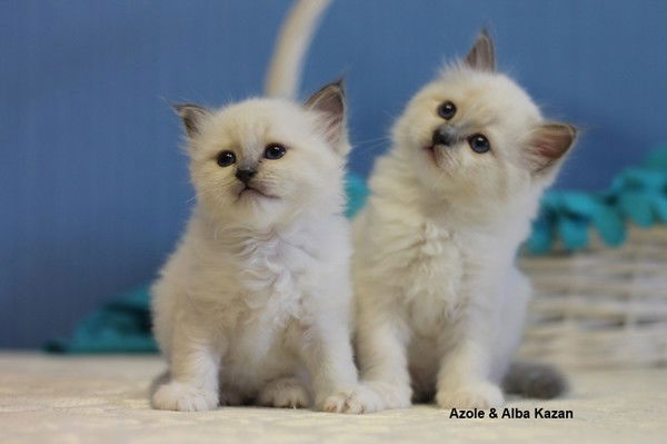 Андрей Белугин