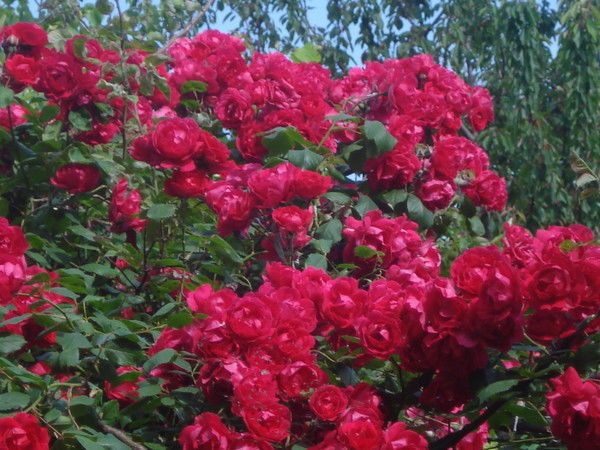 Вера Строгая