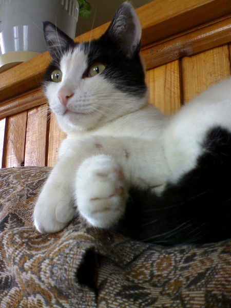 Владимир Петухов