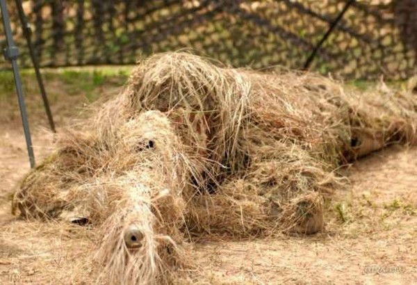 Жук Губанов