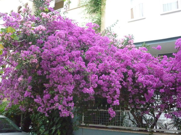 Алия Айтакова