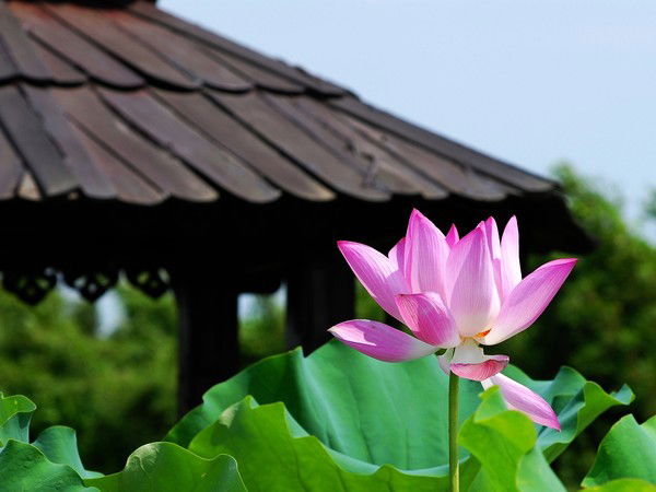 Света Балюк