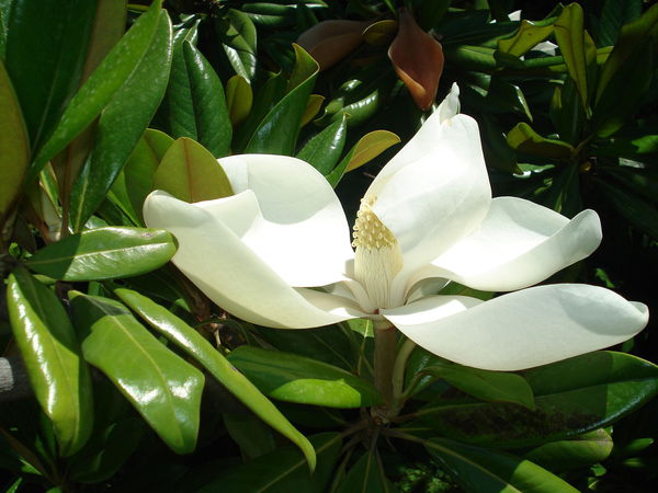 Жанна Ерома