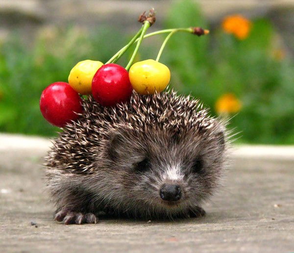 Юлия Ярошенко