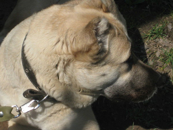 Александр Каргин