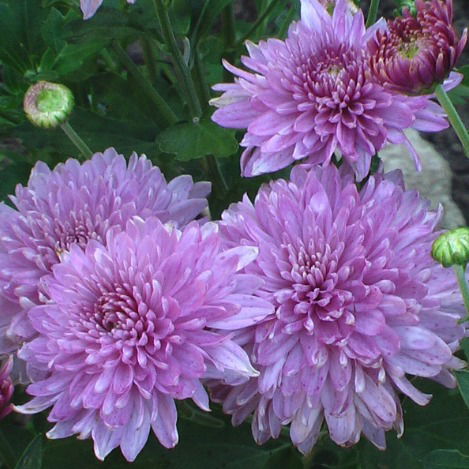 Ирина Щипанова