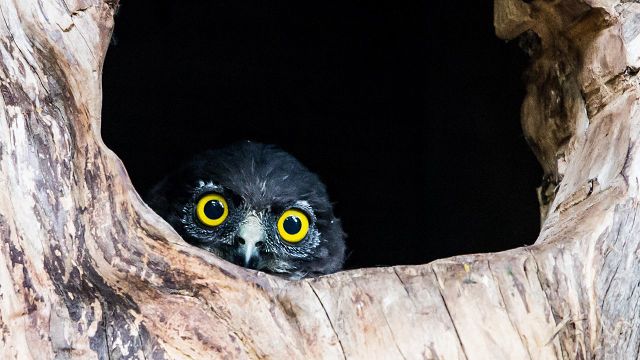 Локи Майями