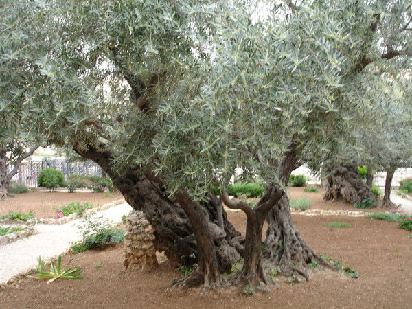 Елена Смирнова