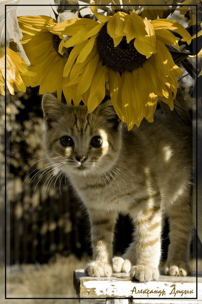 Ольга Степенко