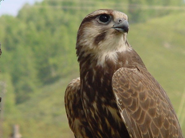 Артур Ибрагимов