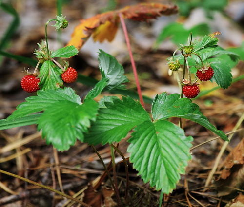 Валентина Синчинова
