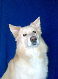 Елена Захарова