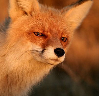 Светлана Гаврикова