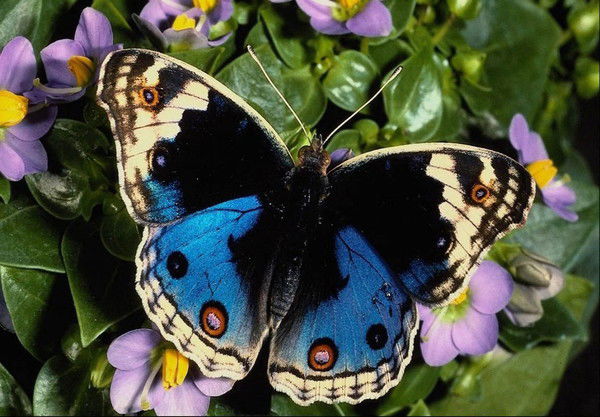 Надежда Юнг