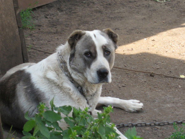 Руслан Азнабаев