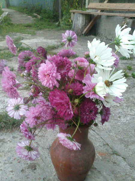 Анна Гонтарь